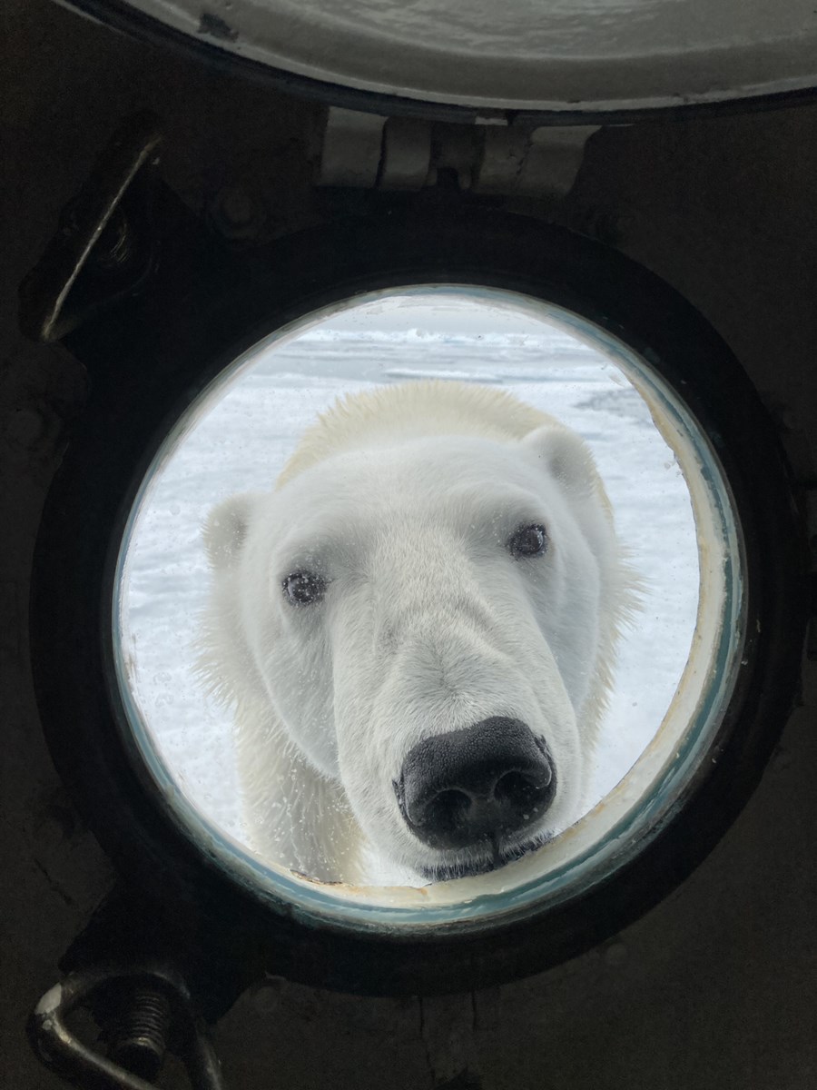 Närbild på en isbjörn som kikar in genom en fartygsventil