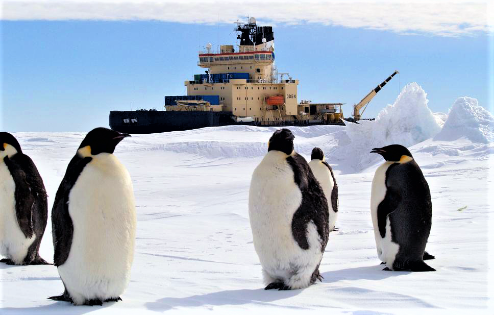 Isbrytaren Oden i bakgrunden, i förgrunden fem pingviner på isen.