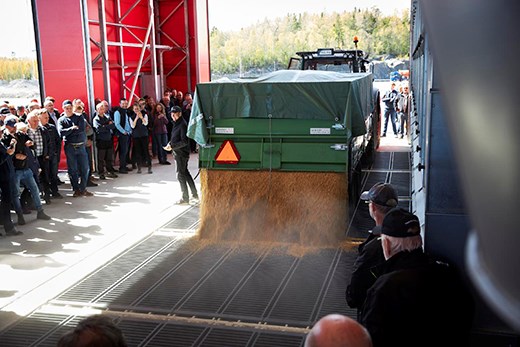 En traktor tömmer släpet på spannmål som rinner ut på golvet i spannmålsanläggningen.