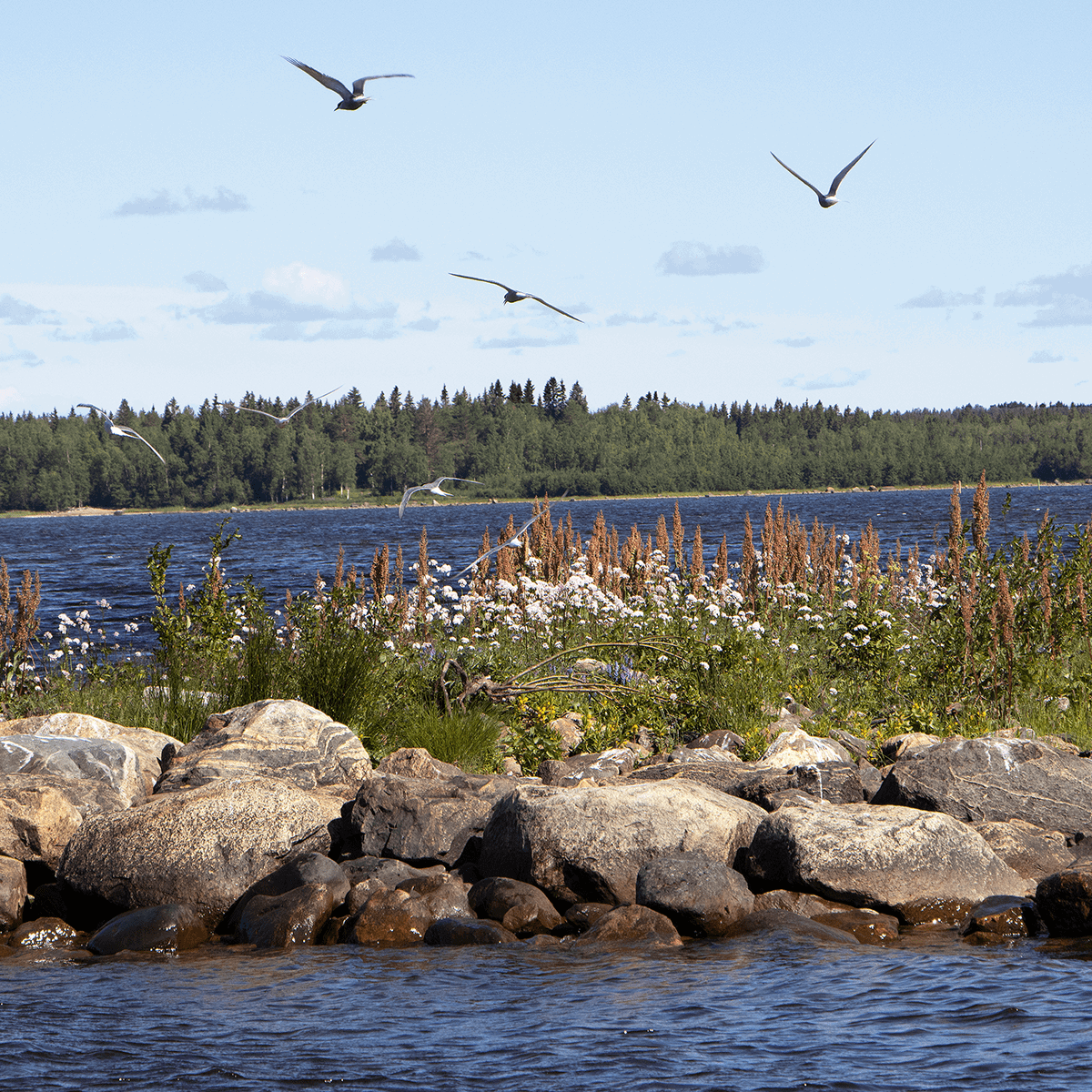 Naturbild luleå