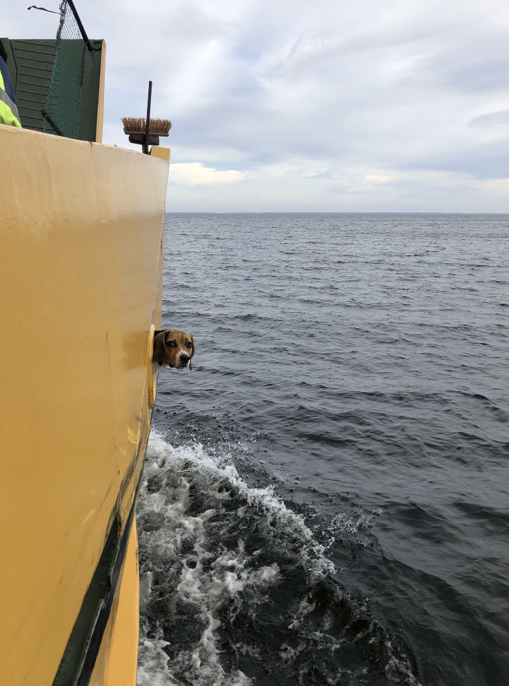 En hund tittar ut från en fartygsventil