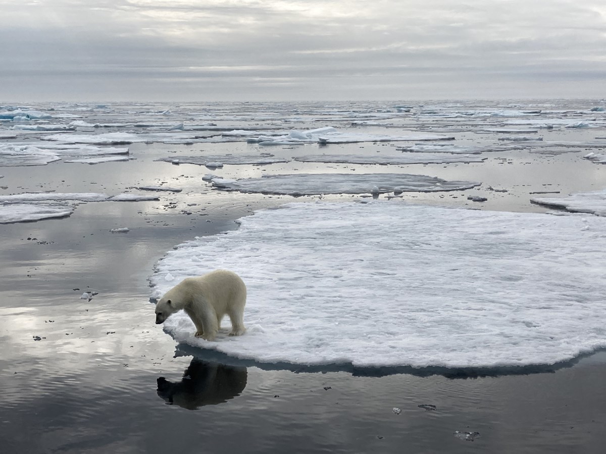 Isbjörn på isflak speglar sig i vattnet.