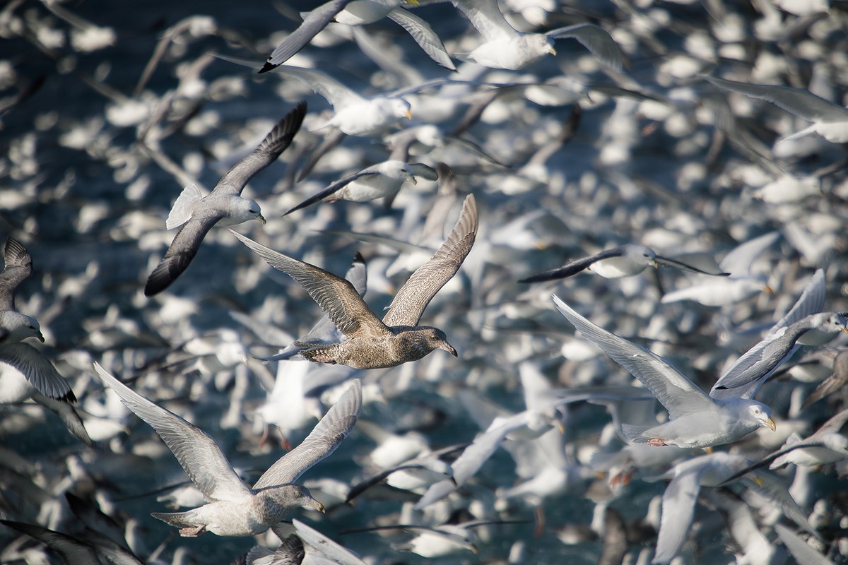 Hundreds of seagulls are flying around
