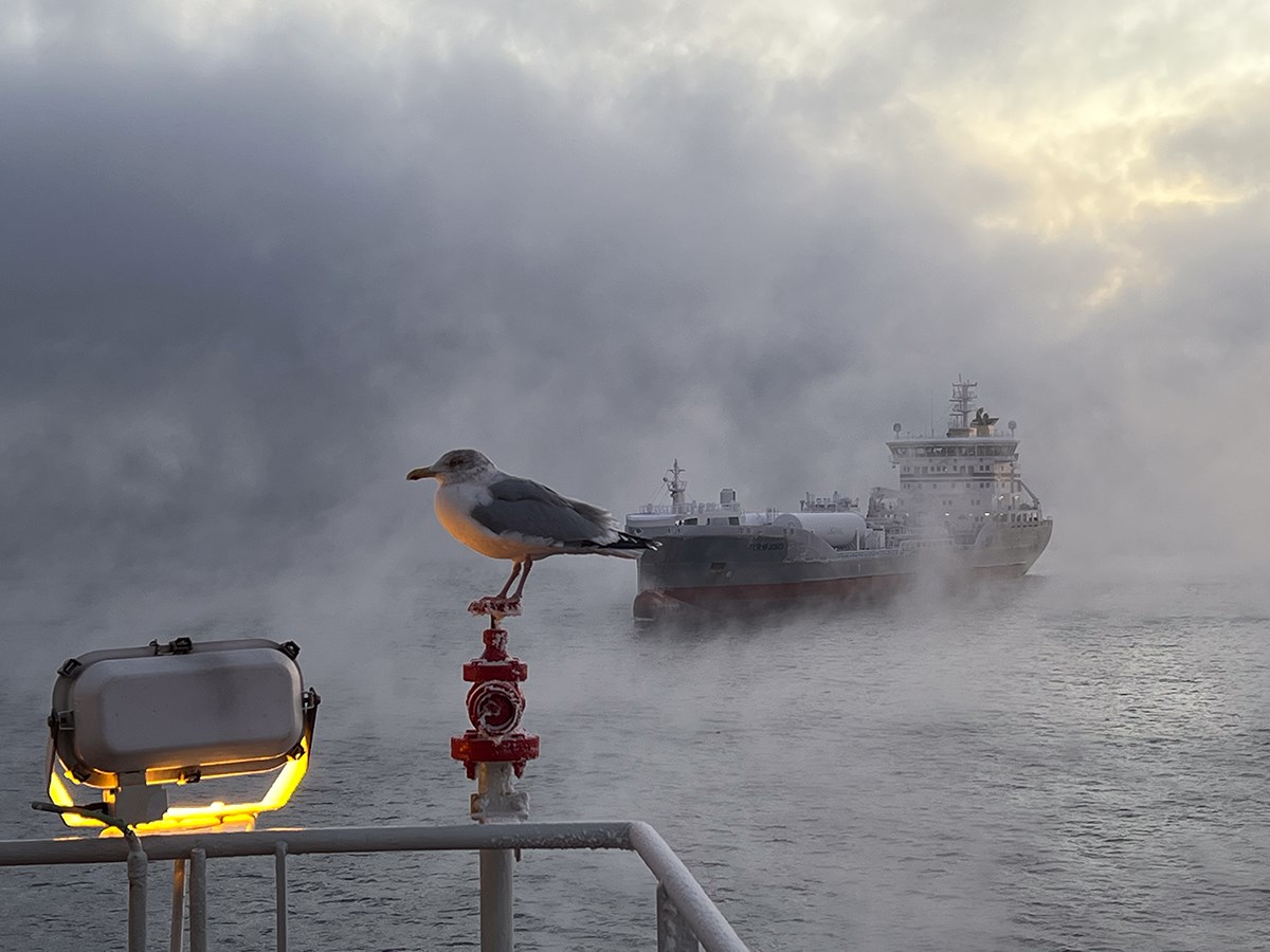 A seagull sits in the light of a lantern, in the background a ship emerges from the sea smoke